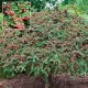 Cotoneaster copacel 120-140 cm C25